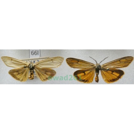 Coscinia striata  (Linnaeus, 1758) pair Czech66l
